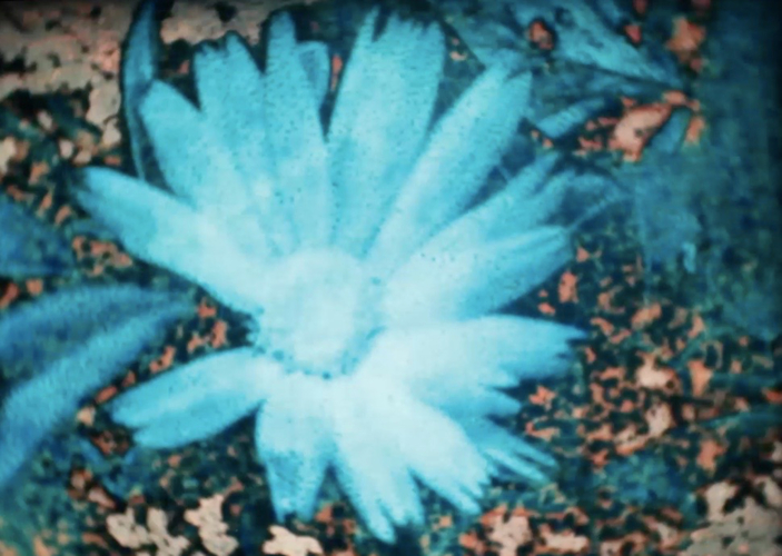 Lisa Marr, The Covid Chronicles, 2021. Still from Super 8 Film transferred to digital video.